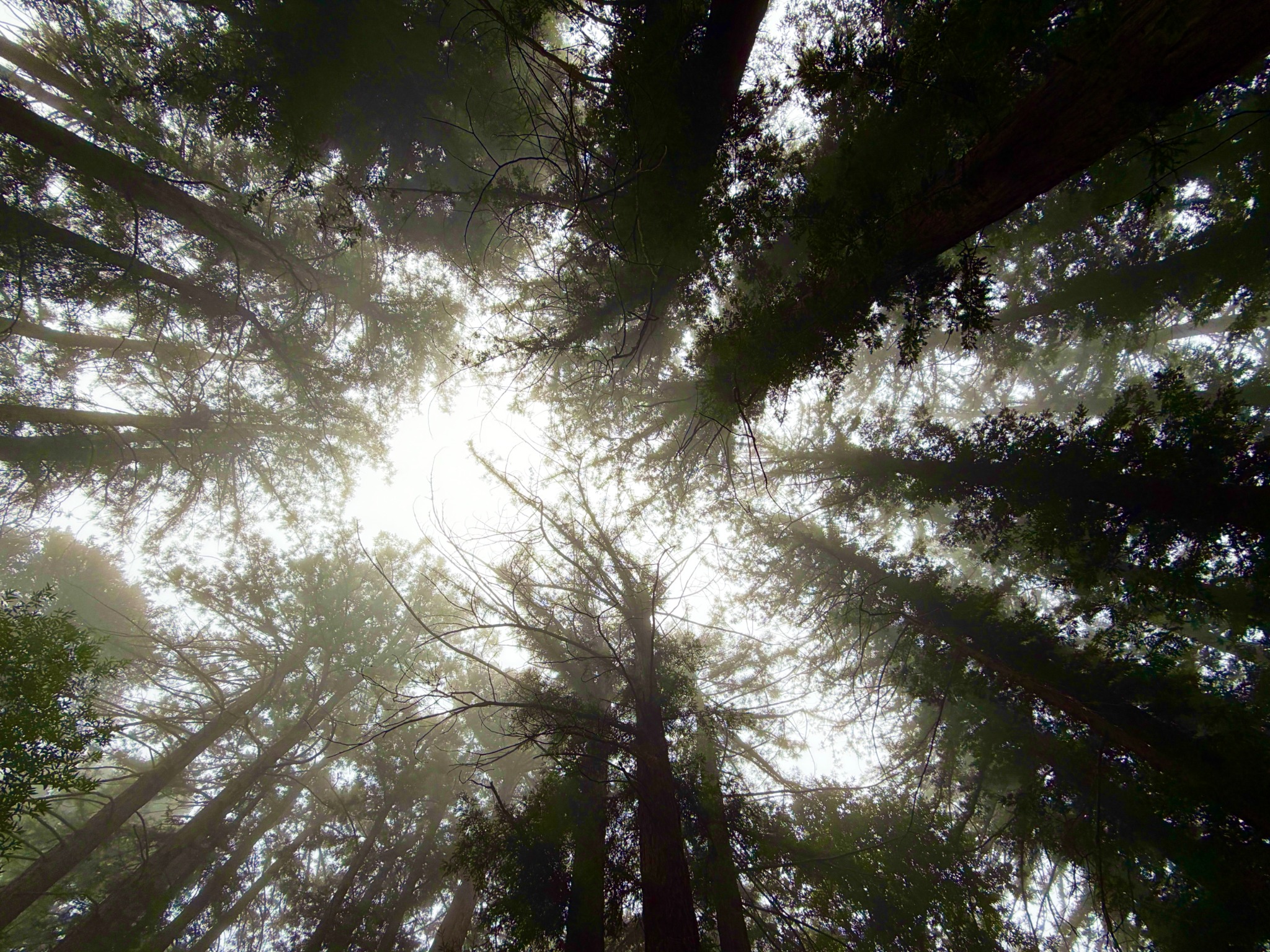 Looking upward through a grove of towering trees